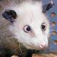 Аватар для opossum_nsk